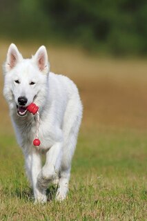 Couverture_Swiss Shepherd