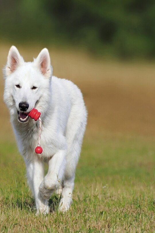 Couverture_Swiss Shepherd