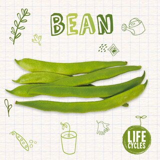 Front cover_Bean