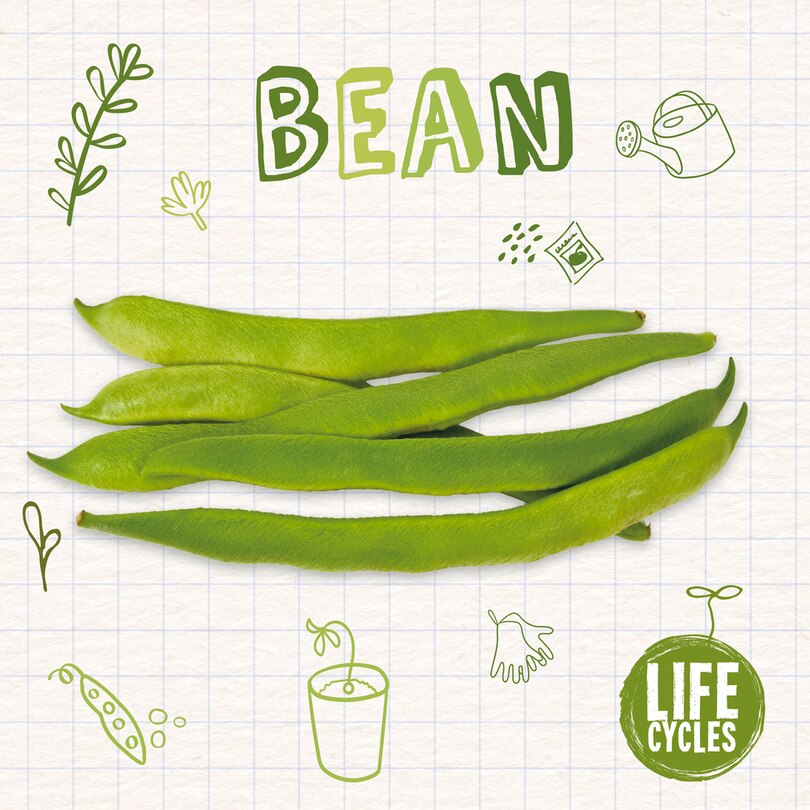 Front cover_Bean