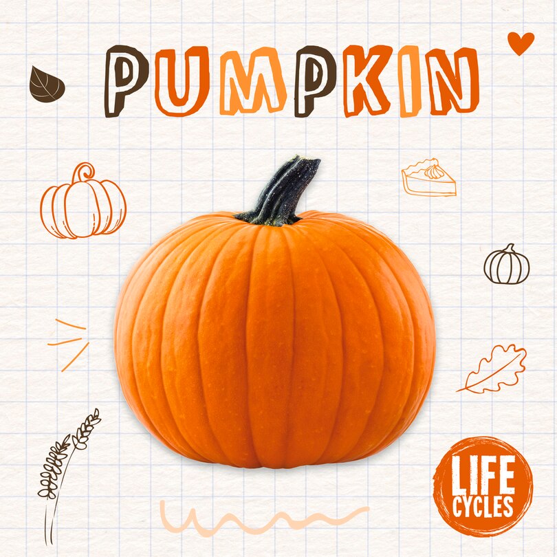 Front cover_Pumpkin
