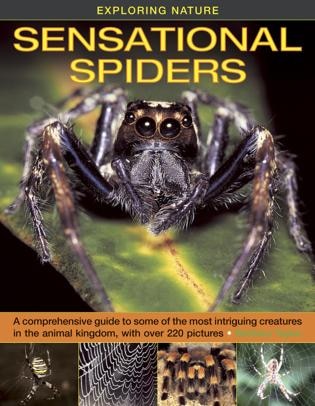 Front cover_Exploring Nature: Sensational Spiders