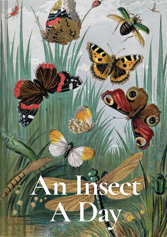 Front cover_An Insect a Day