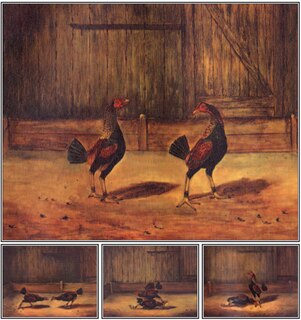 Front cover_The Breeding and Management of Fighting Cocks