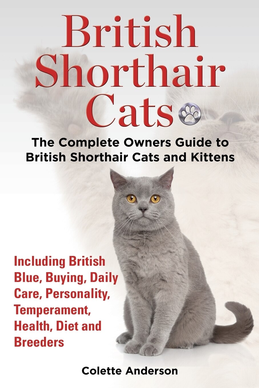 British shorthair new arrivals kitten feeding guide