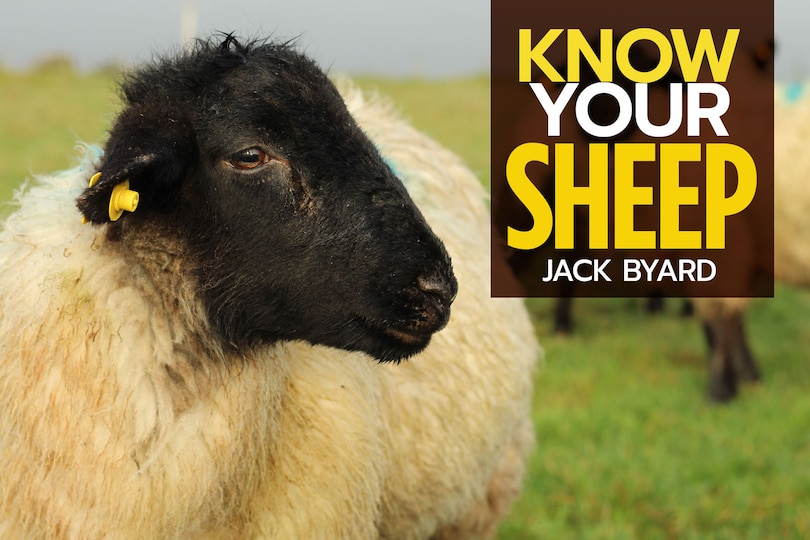Couverture_Know Your Sheep