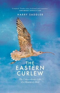 The Eastern Curlew