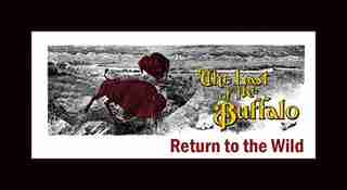 The Last of the Buffalo Return to the Wild by Harvey Locke