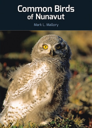 Common Birds Of Nunavut