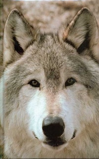 Couverture_Wolf Blank Journal