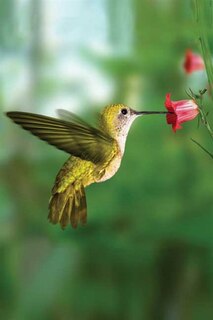 Couverture_Hummingbird Blank Journal
