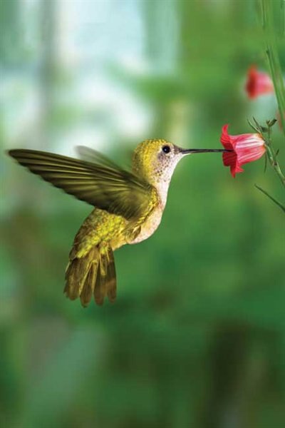 Couverture_Hummingbird Blank Journal