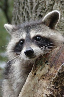 Front cover_Raccoon Blank Journal