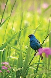 Couverture_Indigo Bunting Blank Journal