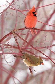 Couverture_Cardinal Blank Journal