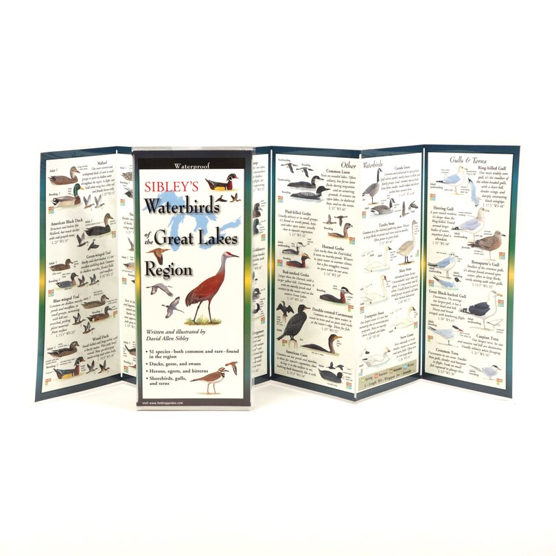 Front cover_Sibley's Waterbirds of the Great Lakes R