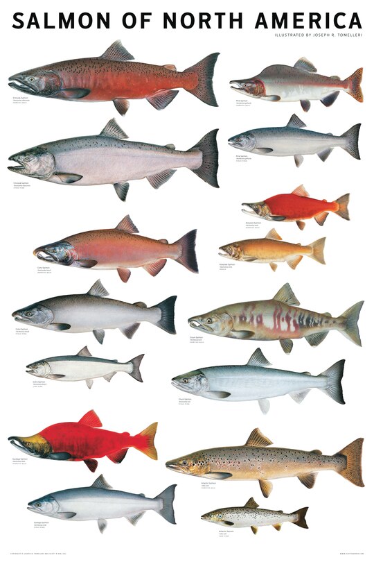 Front cover_Salmon of North America Poster