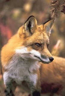Front cover_Fox Blank Journal