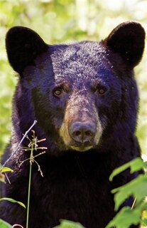 Couverture_Black Bear Portrait Blank Journal