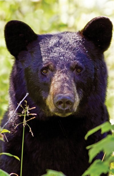 Couverture_Black Bear Portrait Blank Journal