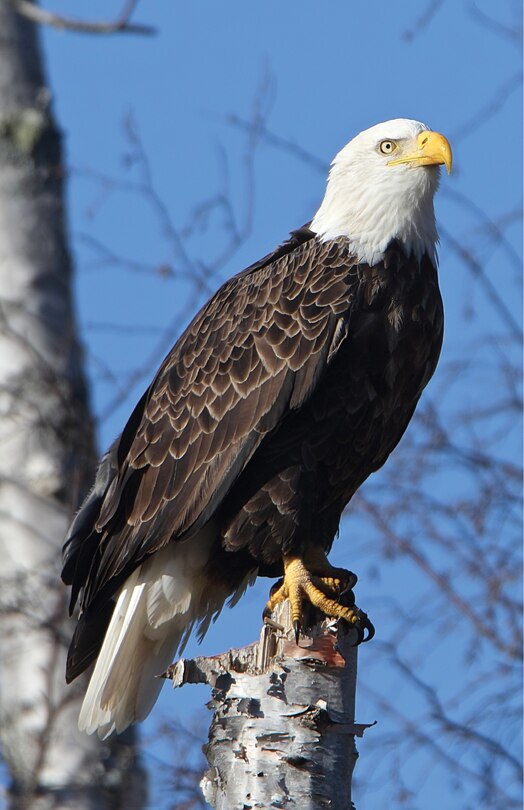 Couverture_Eagle Perched Blank Journal