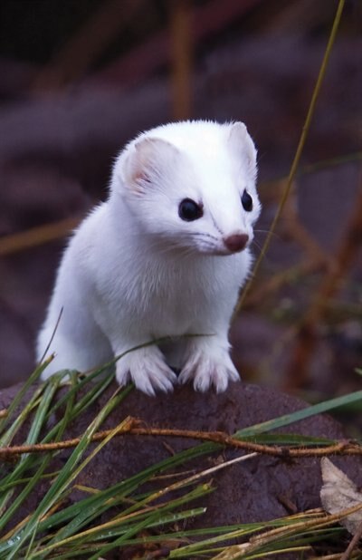 Couverture_Short-tailed Weasel Blank Journal