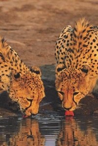 Front cover_Cheetahs Reflected Blank Book Lined Journal (6x9)