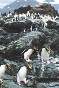 Couverture_Crested Penguins Blank Book Lined Journal (4x6)