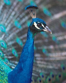 Couverture_Peacock Pomp Blank Book Lined Journal (8x10)