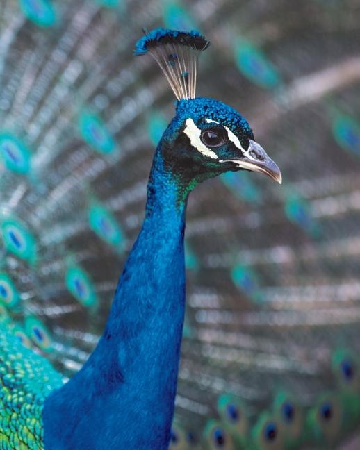 Couverture_Peacock Pomp Blank Book Lined Journal (8x10)