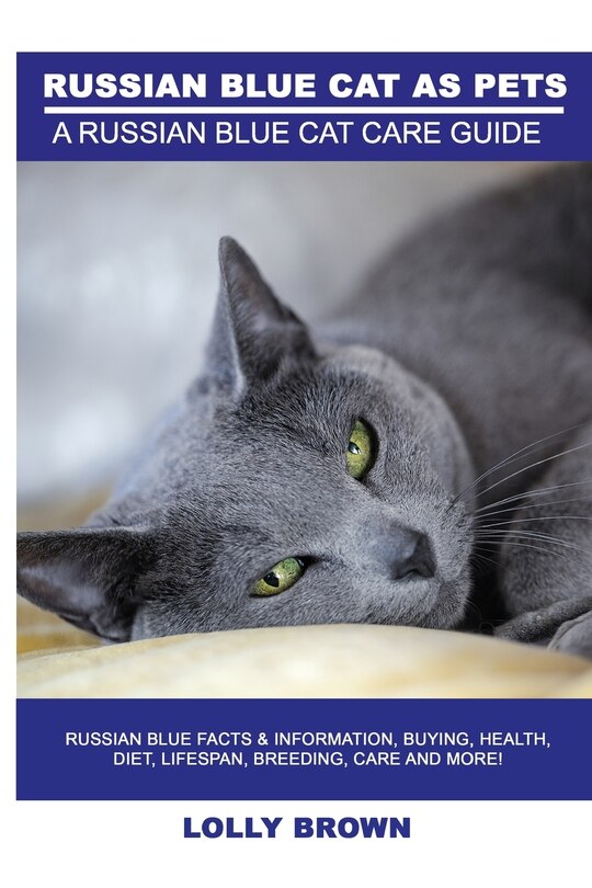 Russian Blue Cats as Pets Russian Blue Facts & Information, buying