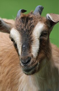 Couverture_Goat Blank Journal