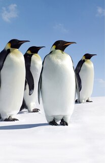 Front cover_Penguins Blank Journal