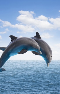Couverture_Dolphins Blank Journal