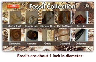 Front cover_Fossil Collection