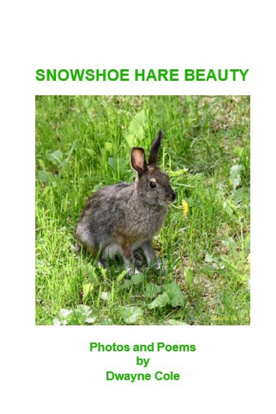 Couverture_Snowshoe Hare Beauty