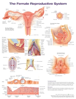 The Female Reproductive System Anatomical Chart