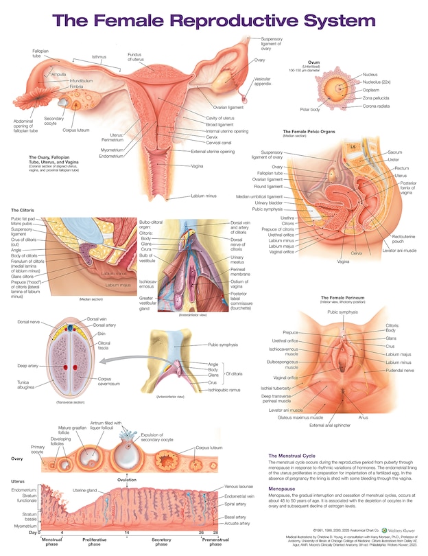 The Female Reproductive System Anatomical Chart