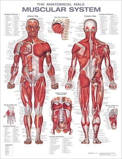 Couverture_The Anatomical Male Muscular System Anatomical Chart