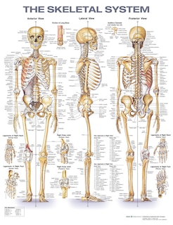 Front cover_The Skeletal System Anatomical Chart