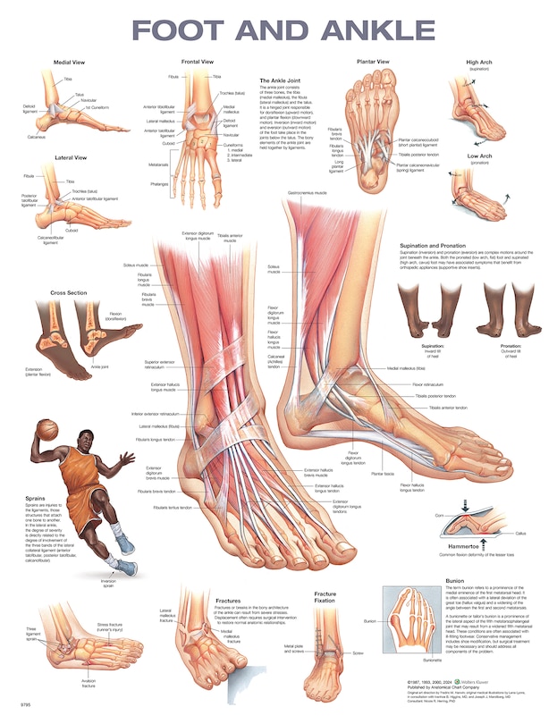 Front cover_Foot and Ankle Anatomical Chart