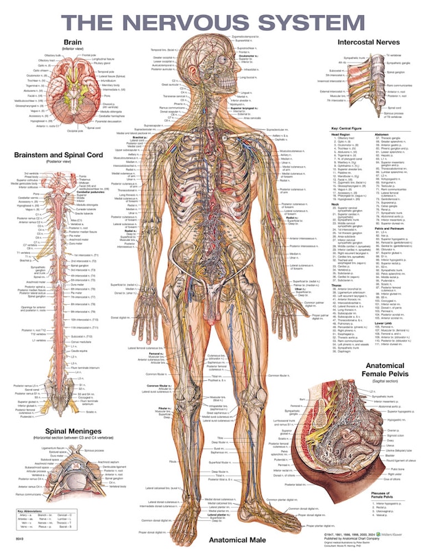 Couverture_The Nervous System Anatomical Chart