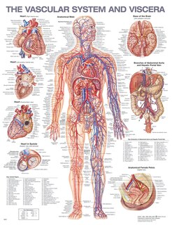 Couverture_The Vascular System and Viscera Anatomical Chart