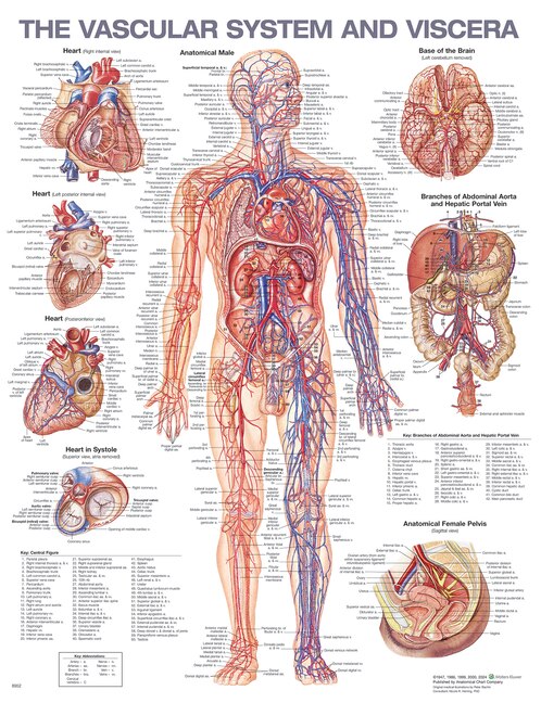Couverture_The Vascular System and Viscera Anatomical Chart