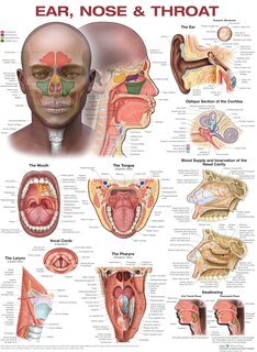 Front cover_Ear, Nose, and Throat Anatomical Chart