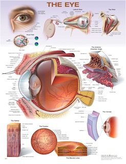 Front cover_The Eye Anatomical Chart