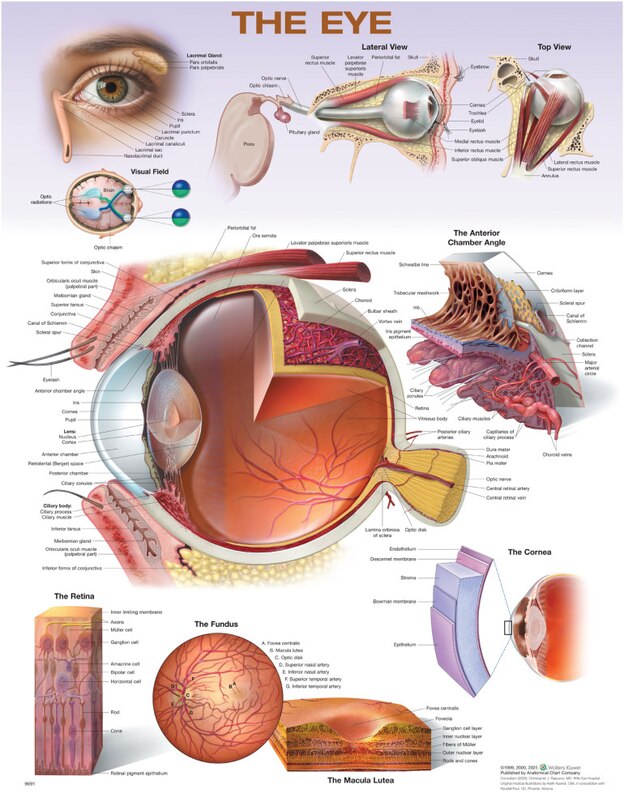 Front cover_The Eye Anatomical Chart