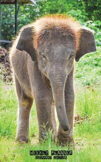 Weekly Planner Elephant Edition: 52 Weekly Planner Pages + 52 To Do List Pages + Cute Elephants on the Front and Back Covers (5 x 8