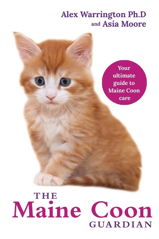 Maine Coon Cat: From bringing your kitten home to comforting your senior age companion