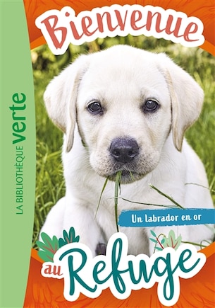 Un labrador en or